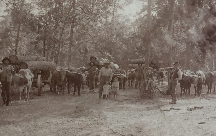 Piney Woods Cattle